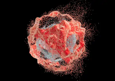 An illustration of a dying tumor cell after chemotherapy treatment. An illustration of a dying tumor cell after chemotherapy treatment.